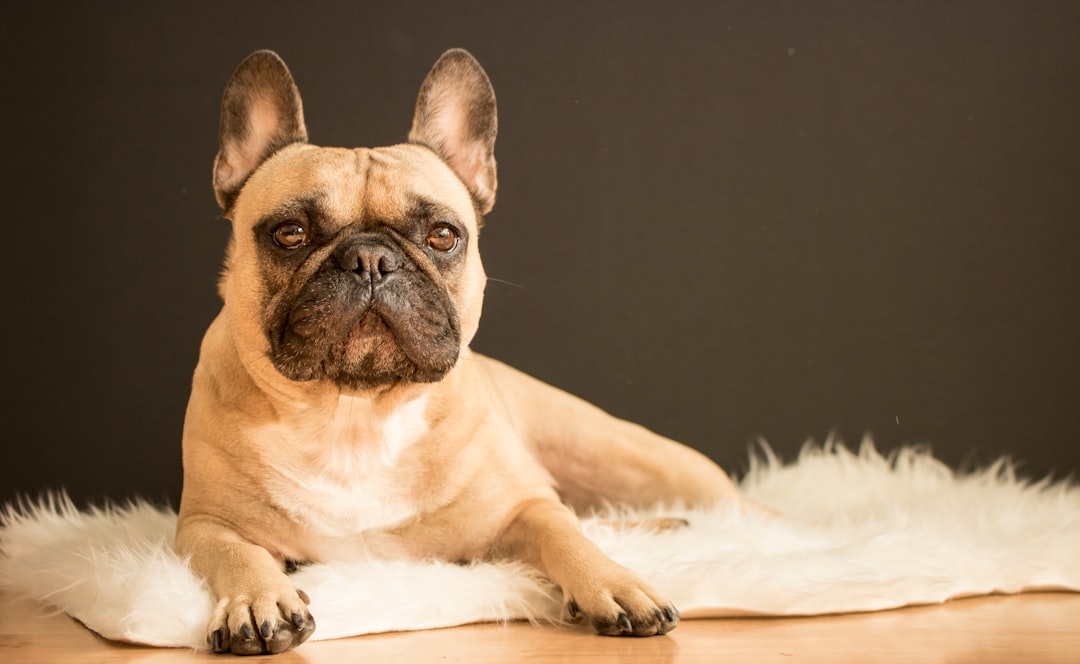 French Bulldog - The Confident Charmer
