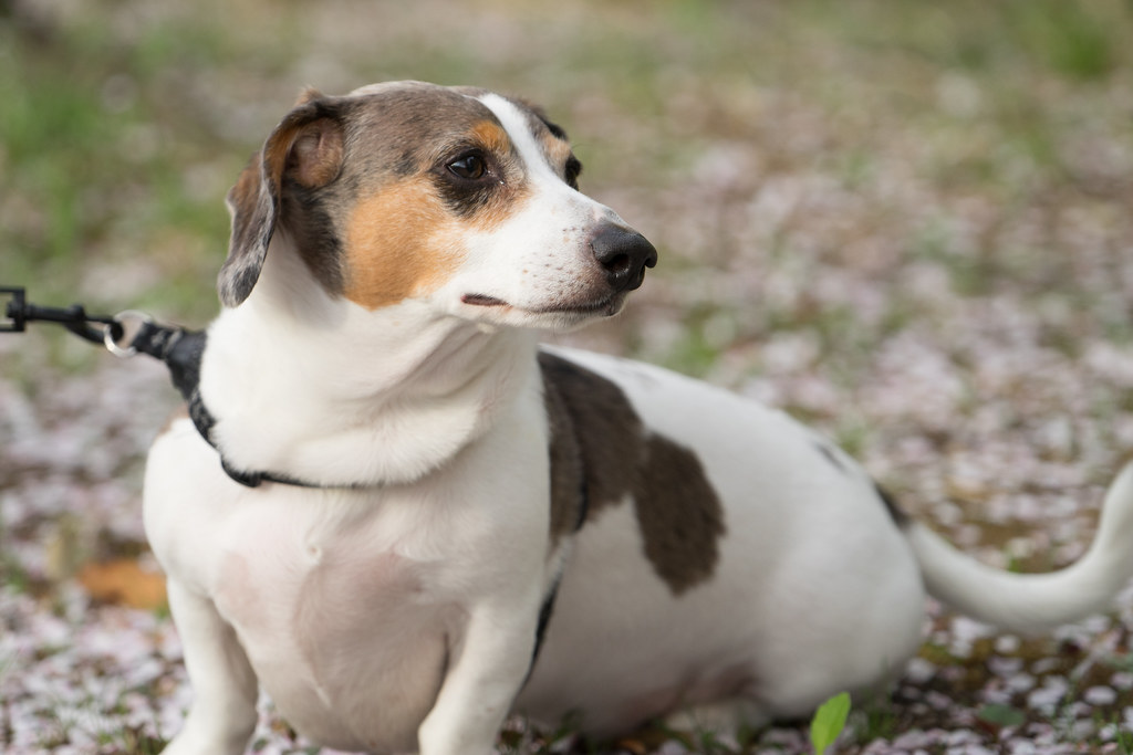 Dachshund - The Fearless Sausage Dog (image credits: flickr)