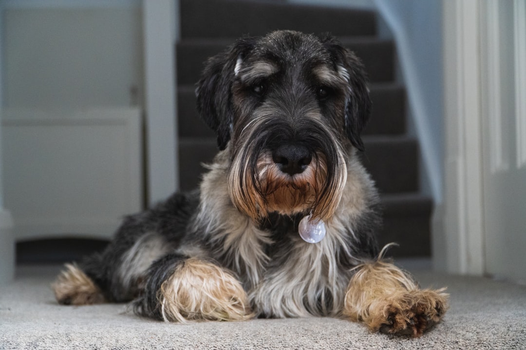 Miniature Schnauzer - The Pocket-Sized Powerhouse (image credits: unsplash)