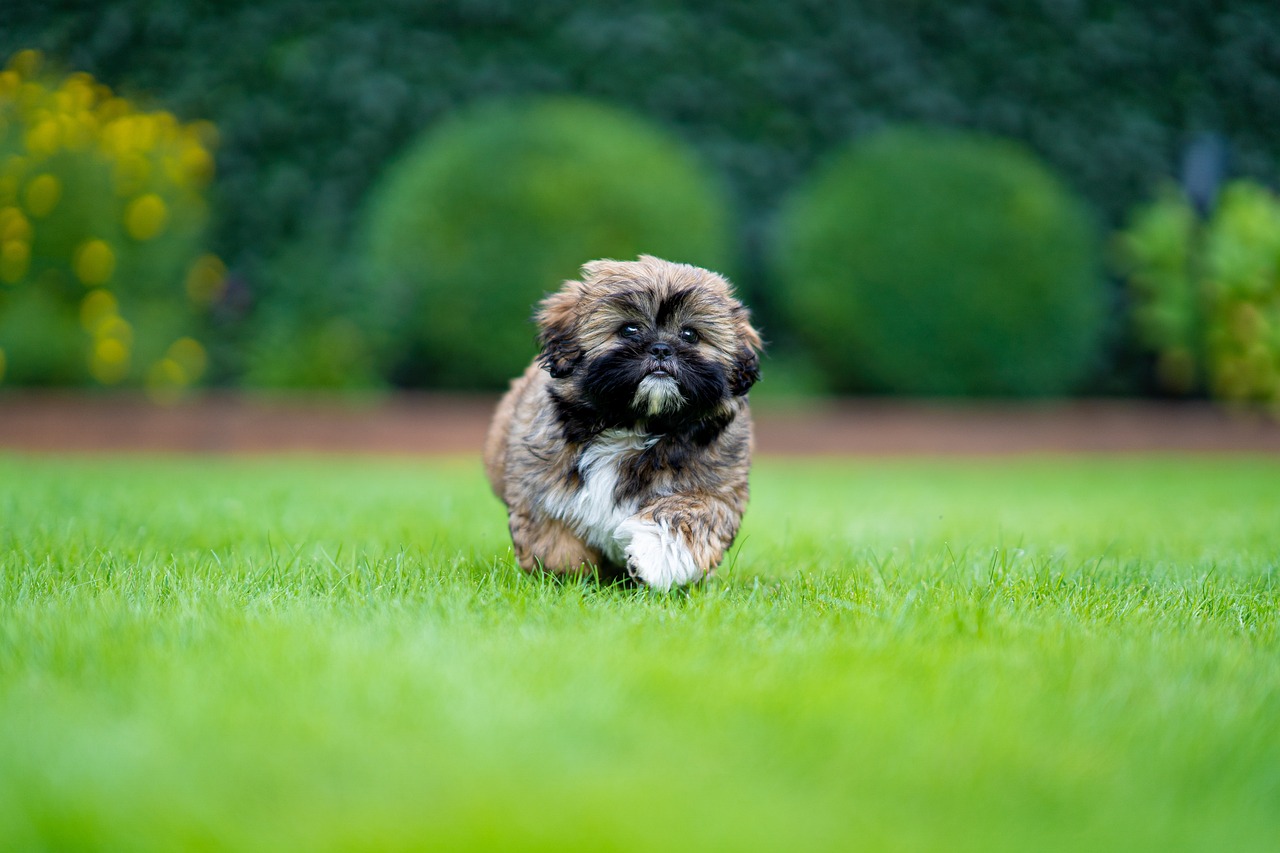 Shih Tzu - The Lion Dog with Royal Attitude (image credits: pixabay)