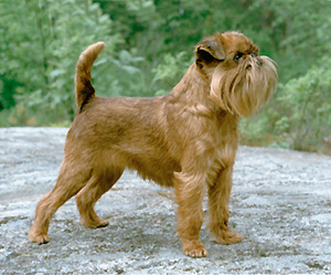Brussels Griffon - The Monkey-Faced Marvel (image credits: wikimedia)