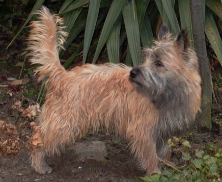 Cairn Terrier - The Toto with Attitude (image credits: wikimedia)
