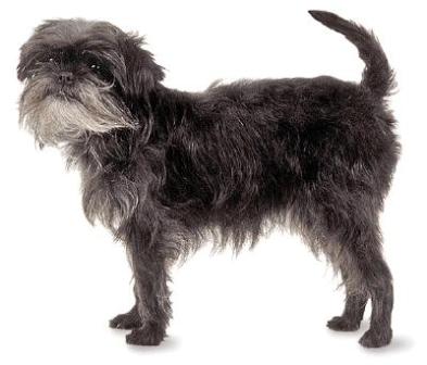 Affenpinscher - The Monkey Dog with Moxie (image credits: wikimedia)