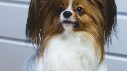 15 Small Dog Breeds With Big Dog Attitudes