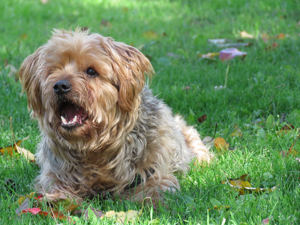 Yelling and Harsh Vocal Corrections (image credits: flickr)