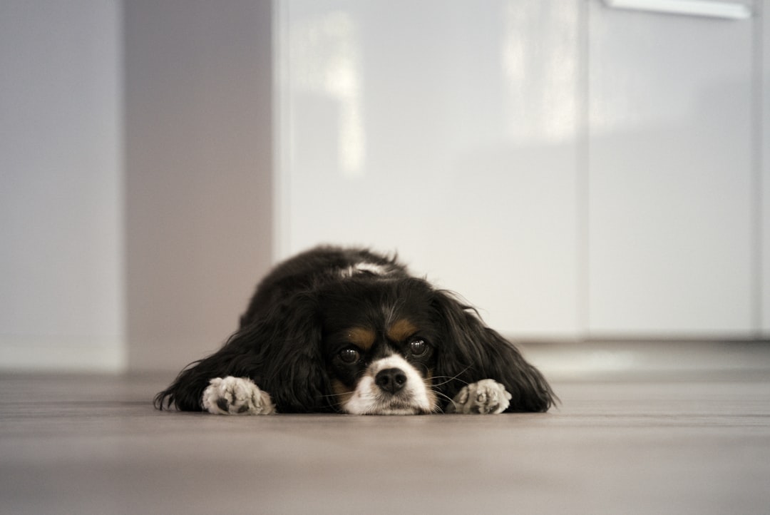 Being Left Alone for Extended Periods (image credits: unsplash)