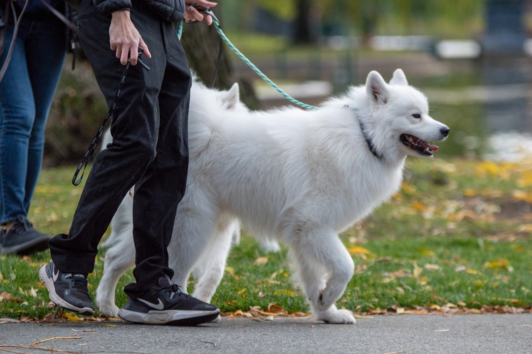 Rushing Through Walks and Preventing Sniffing (image credits: unsplash)