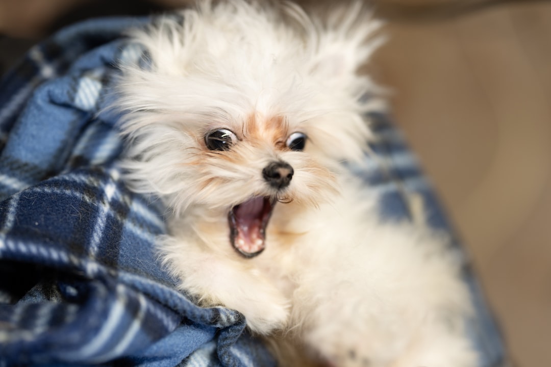 Loud Household Noises and Sudden Sounds (image credits: unsplash)