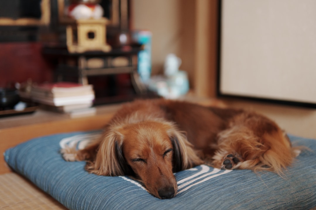 Interrupting Their Sleep (image credits: unsplash)