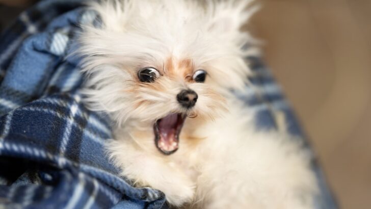 13 Things About Humans That Dogs Can’t Tolerate