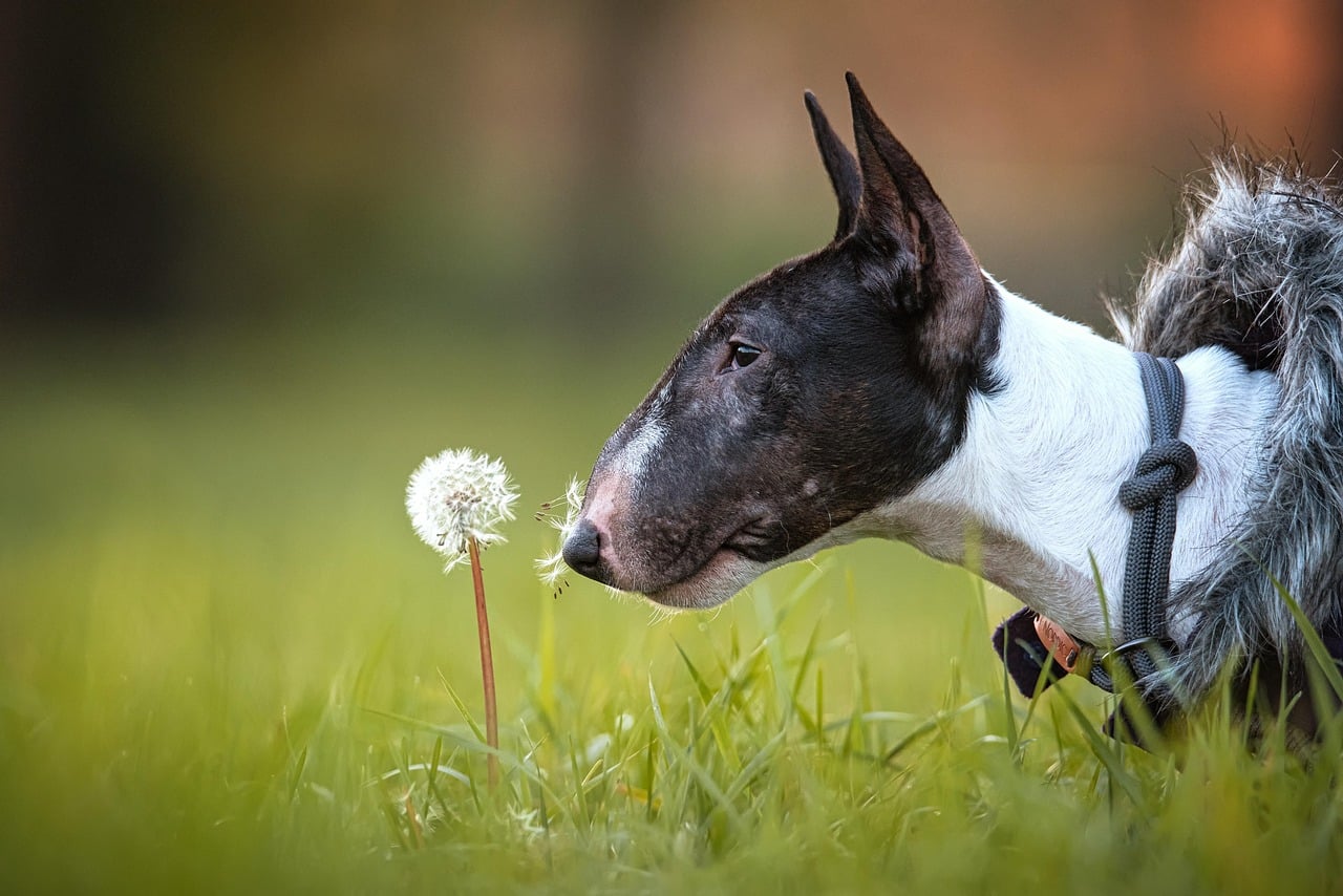 The Bull Terrier's Mysterious 