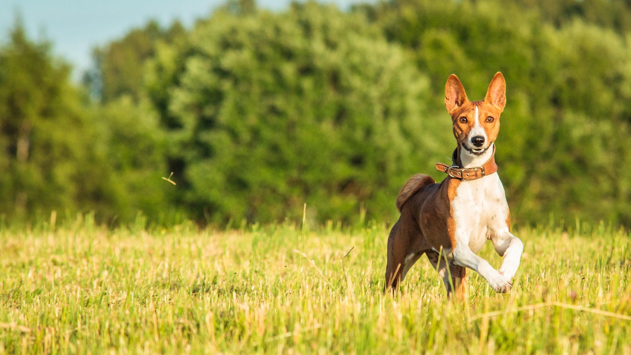The Basenji's Hilarious 