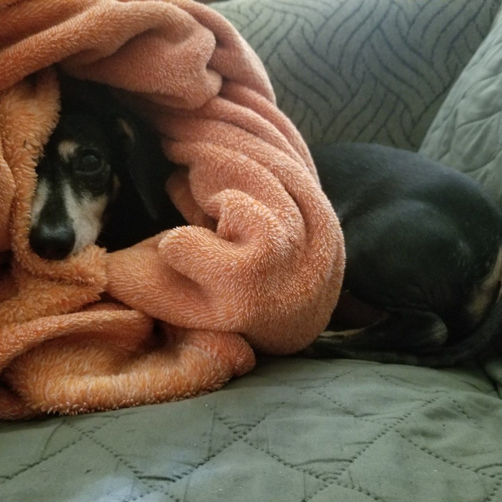 The Dachshund's Obsessive Burrowing Addiction (image credits: flickr)