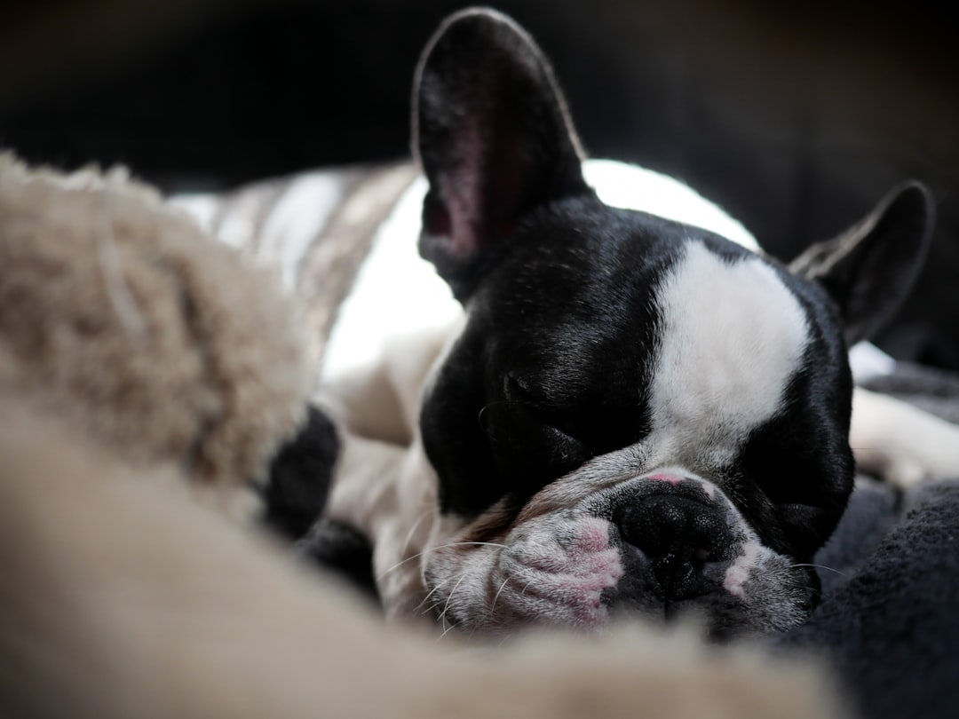 The French Bulldog's Dramatic Snoring Symphony (image credits: unsplash)