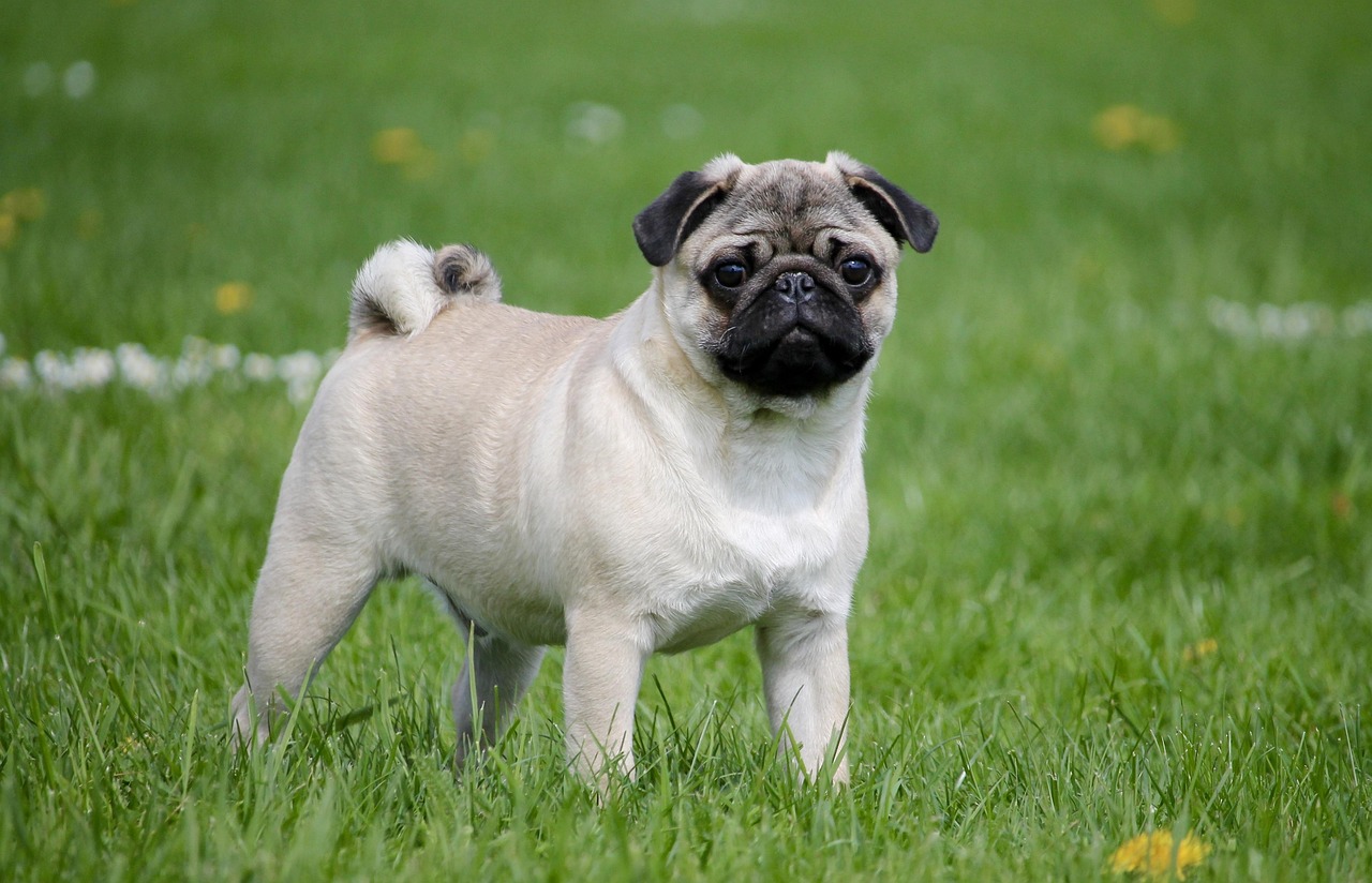 The Pug's 