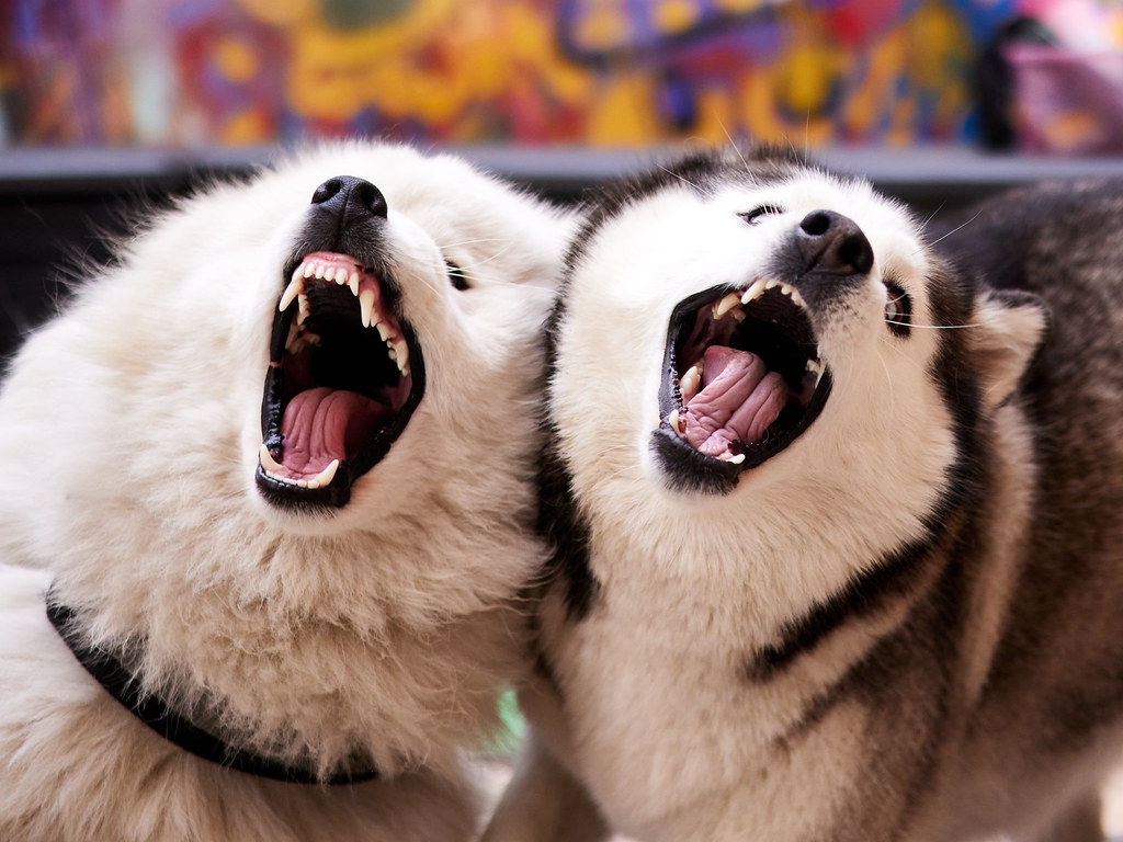 The Siberian Husky's Dramatic Vocal Protests (image credits: flickr)