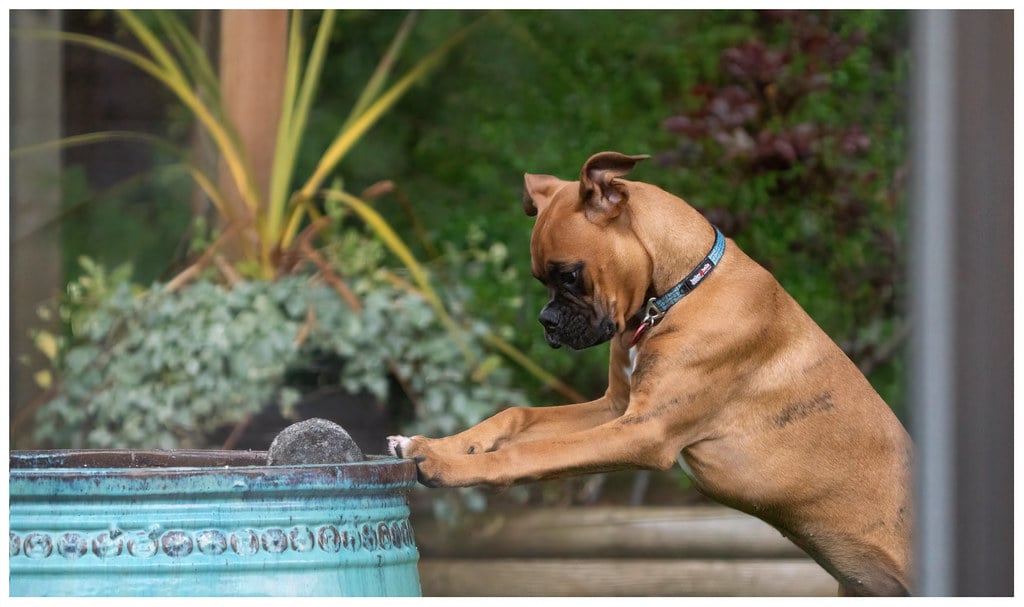 The Boxer's Perpetual Puppy Syndrome (image credits: flickr)