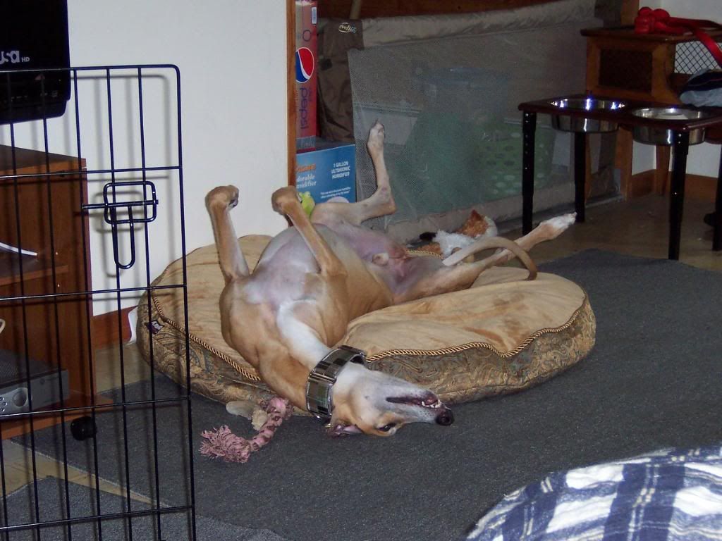The Greyhound's Upside-Down 
