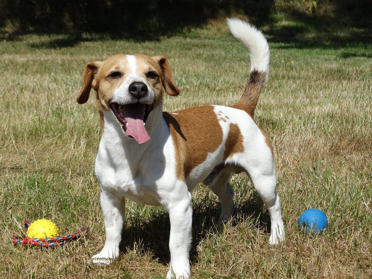 The Jack Russell Terrier's Energizer Bunny Syndrome (image credits: pixabay)