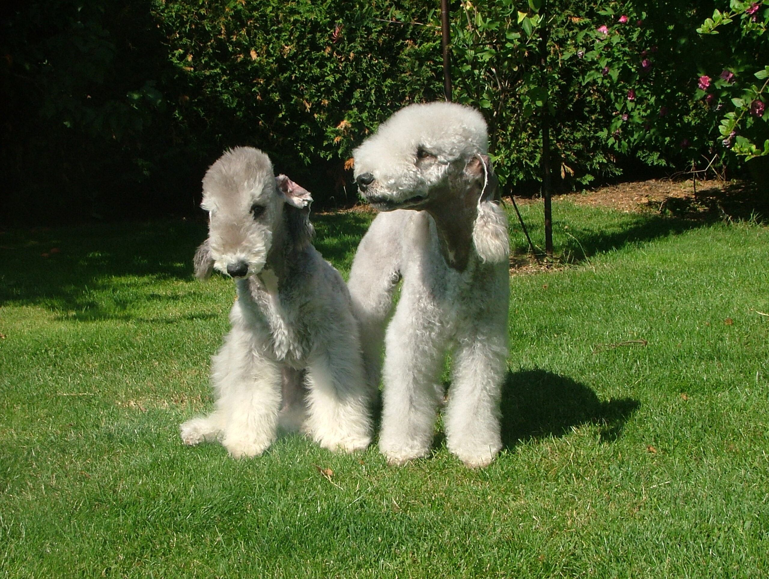 The Bedlington Terrier's Aristocratic 
