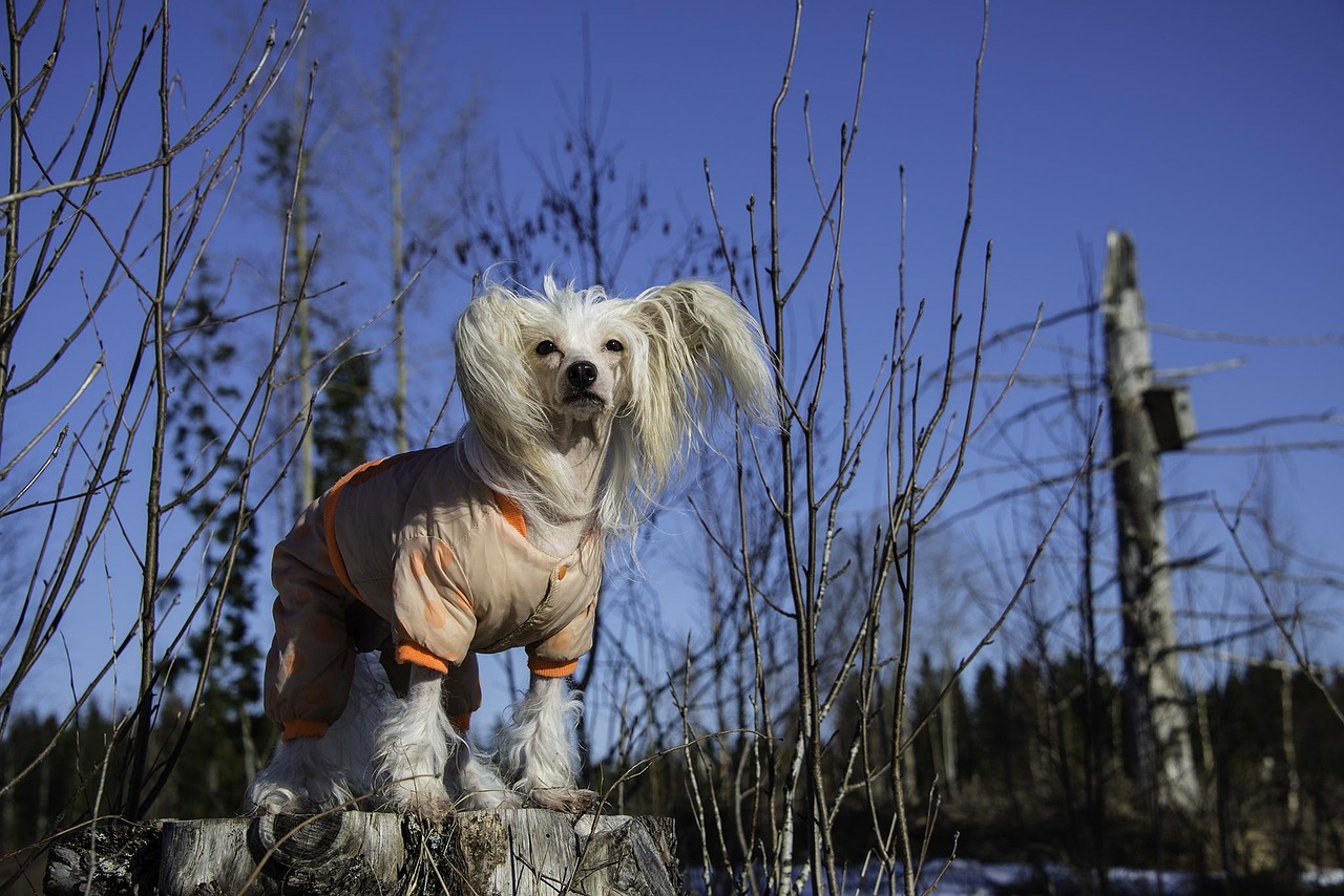 The Chinese Crested's Bizarre Fashion Statement (image credits: pixabay)