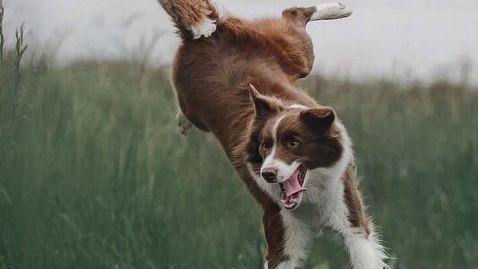 19 Dog Breeds With Quirks Vets Secretly Laugh About