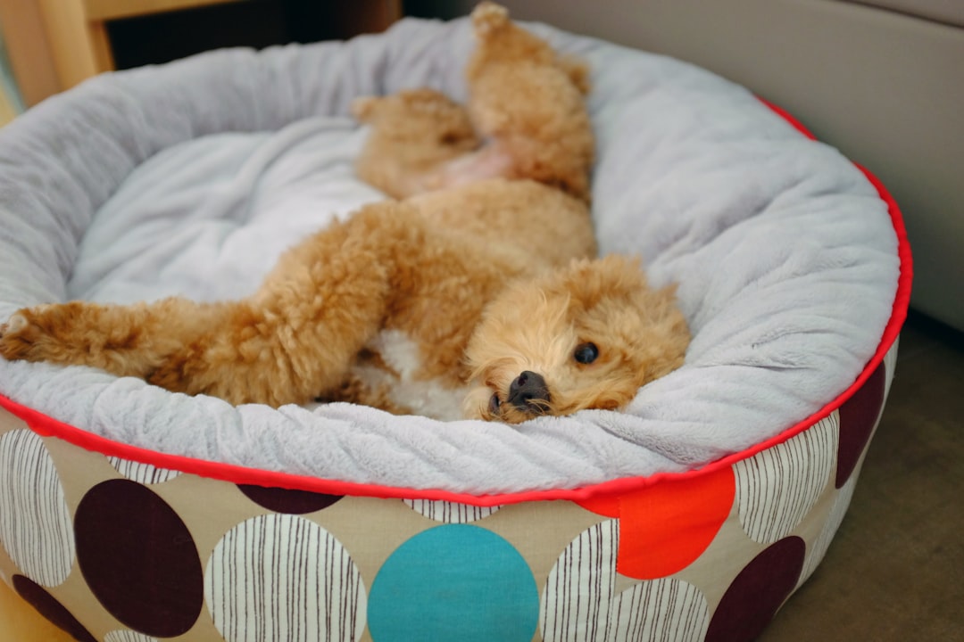 They Circle Before Lying Down Like They're Performing a Ritual (image credits: unsplash)