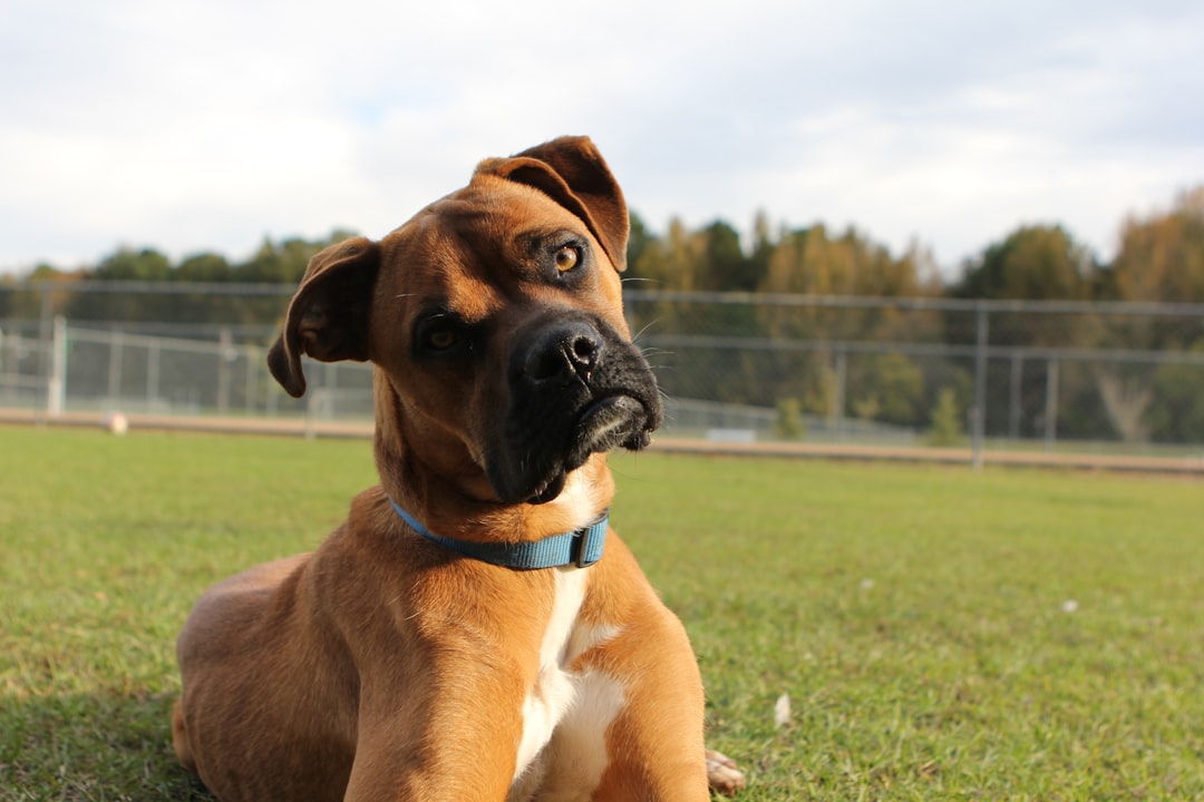 Head Tilting That Melts Your Heart Every Time (image credits: unsplash)