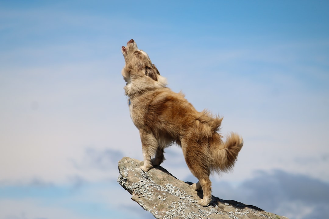 Howling at Sirens Like They're Part of a Wolf Pack (image credits: unsplash)