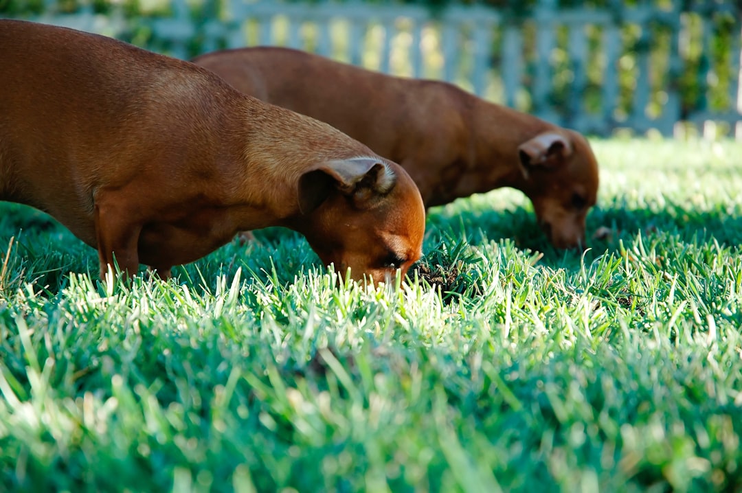 Eating Grass Like They're Grazing Cattle (image credits: unsplash)