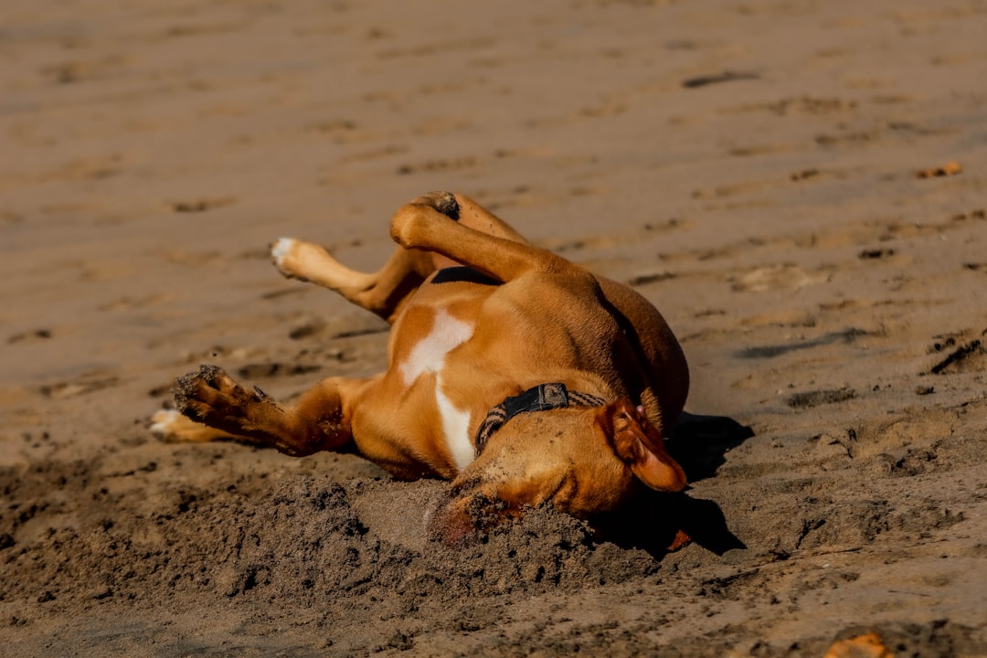 Rolling in Absolutely Disgusting Things (image credits: unsplash)