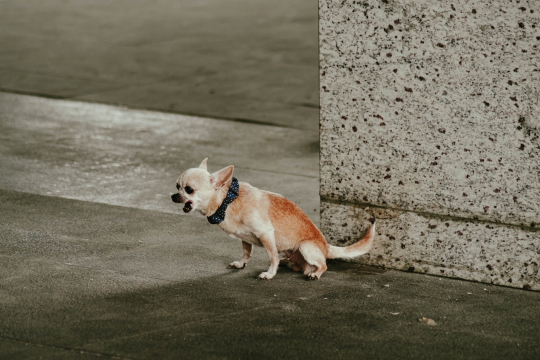 The Infamous Butt Scooting Boogie (image credits: unsplash)