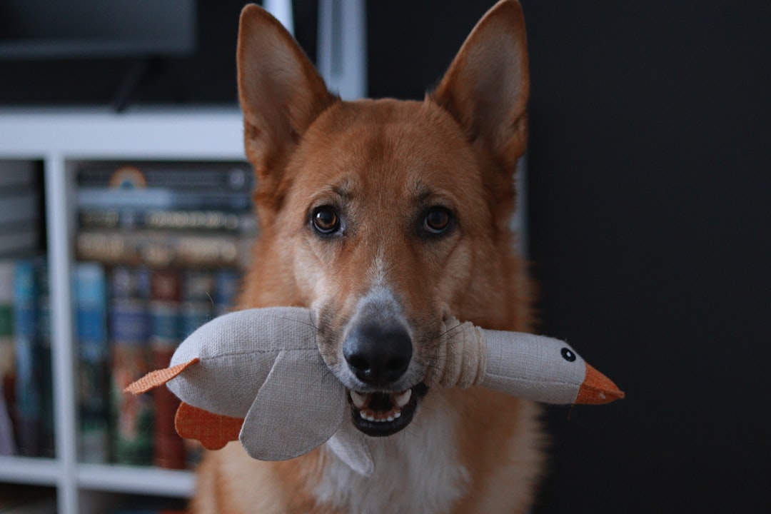 Hiding Their Favorite Toys Like Precious Treasures (image credits: unsplash)