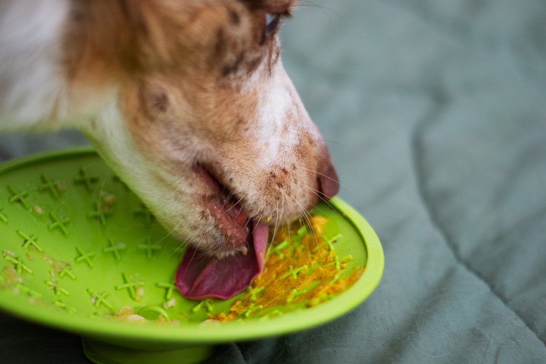 Carrying Food Away From Their Bowl to Eat Elsewhere (image credits: unsplash)