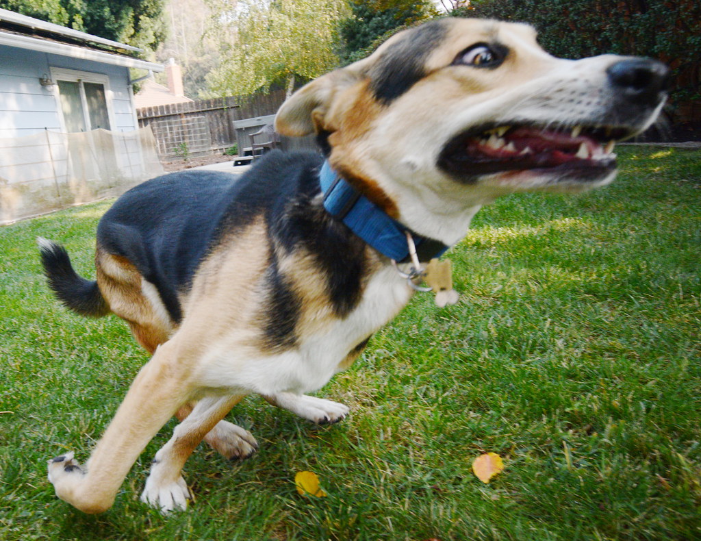 The Zoomies That Turn Your House Into a Racetrack (image credits: flickr)