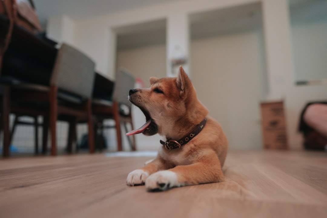 Yawning When They're Not Actually Tired (image credits: unsplash)