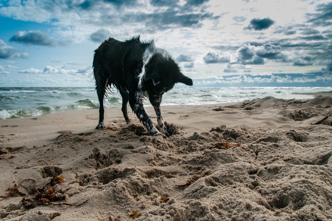 Digging Holes Like They're Searching for Buried Treasure (image credits: unsplash)