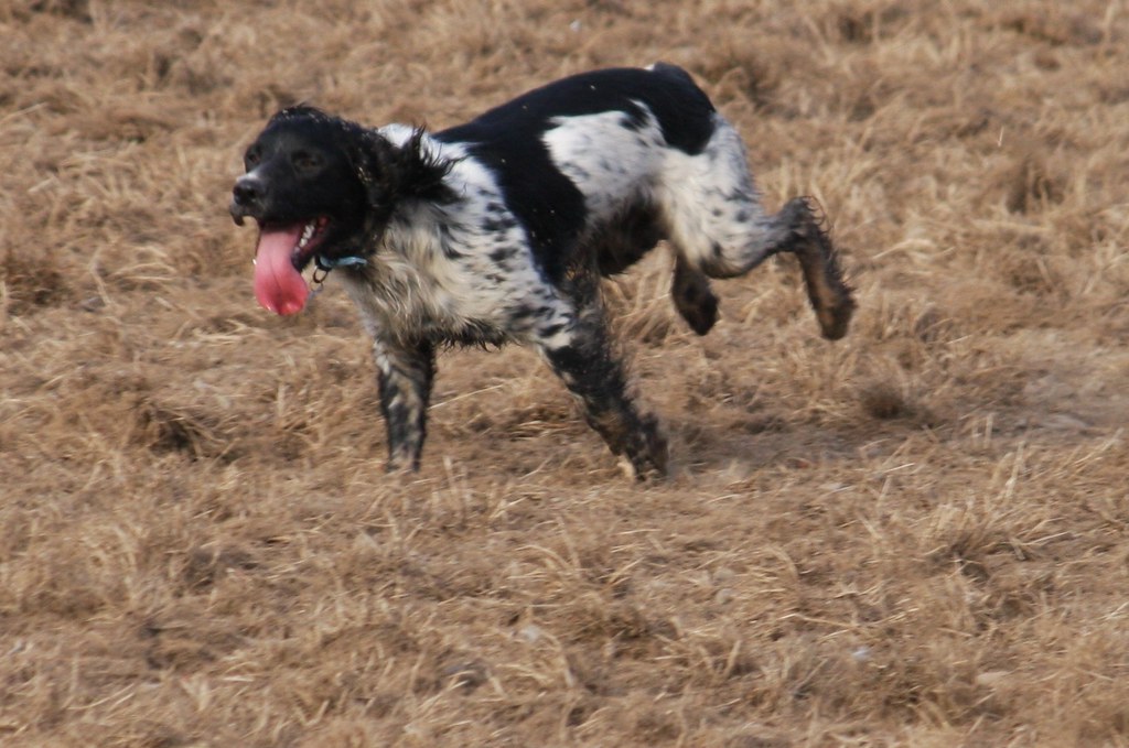 Eating Poop Like It's a Delicacy (image credits: flickr)