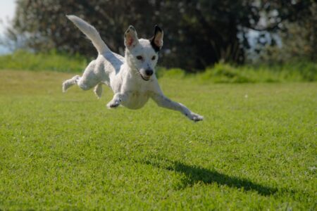 15 Strange Things Your Dog Does That Actually Have a Meaning