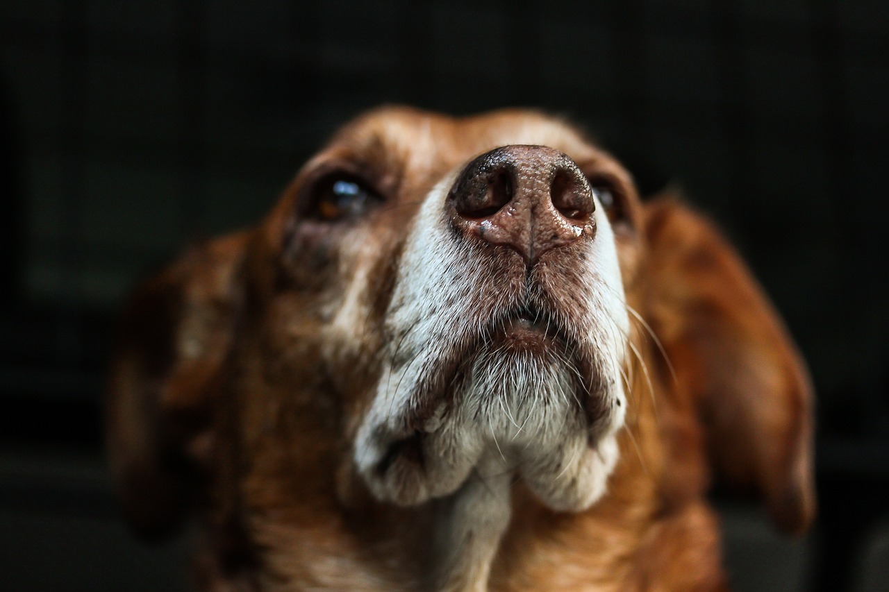 A Warm, Dry Nose Means Your Dog Is Sick (image credits: pixabay)