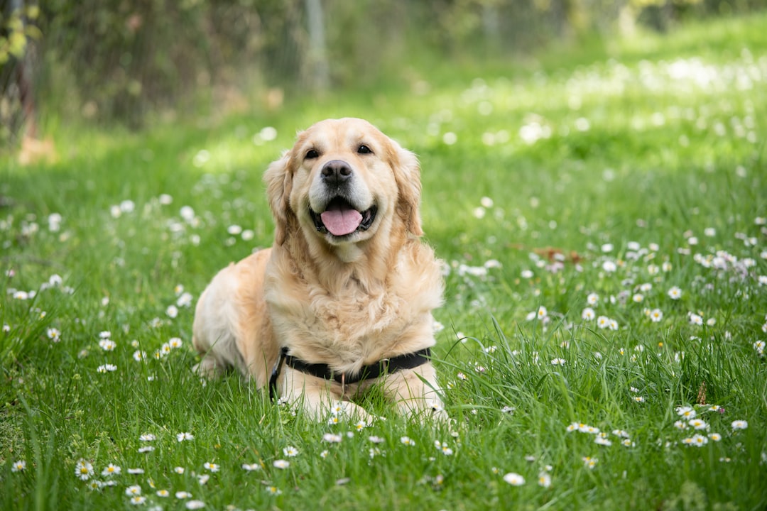 One Dog Year Equals Seven Human Years (image credits: unsplash)