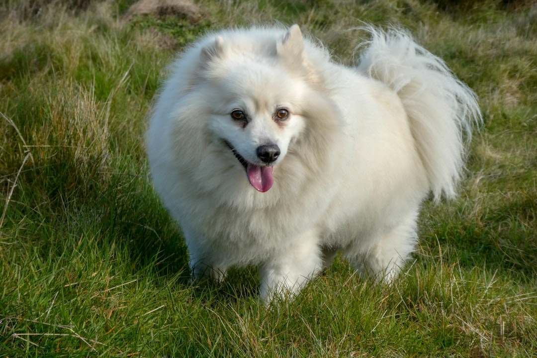 There Are Truly Hypoallergenic Dog Breeds (image credits: unsplash)