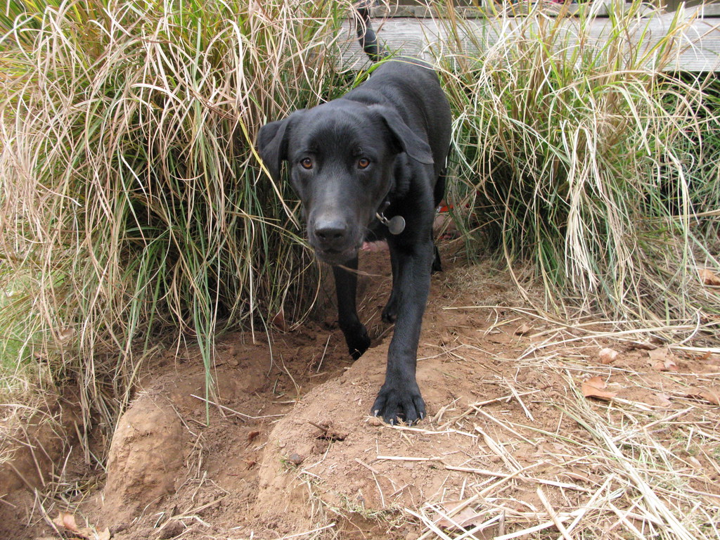 Dogs Don't Feel Guilt or Shame (image credits: flickr)
