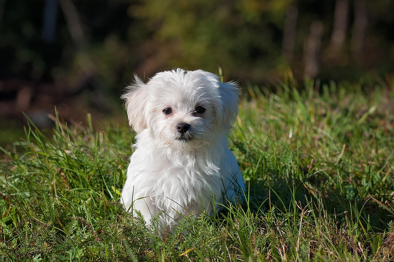 Dogs Don't Need Vaccines After Their Puppy Series (image credits: pixabay)