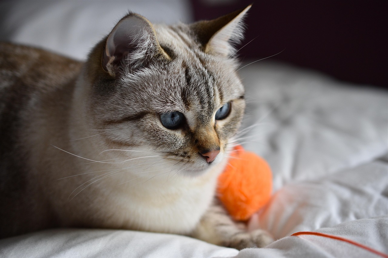 Indoor Cats Don't Need Flea Prevention (image credits: pixabay)