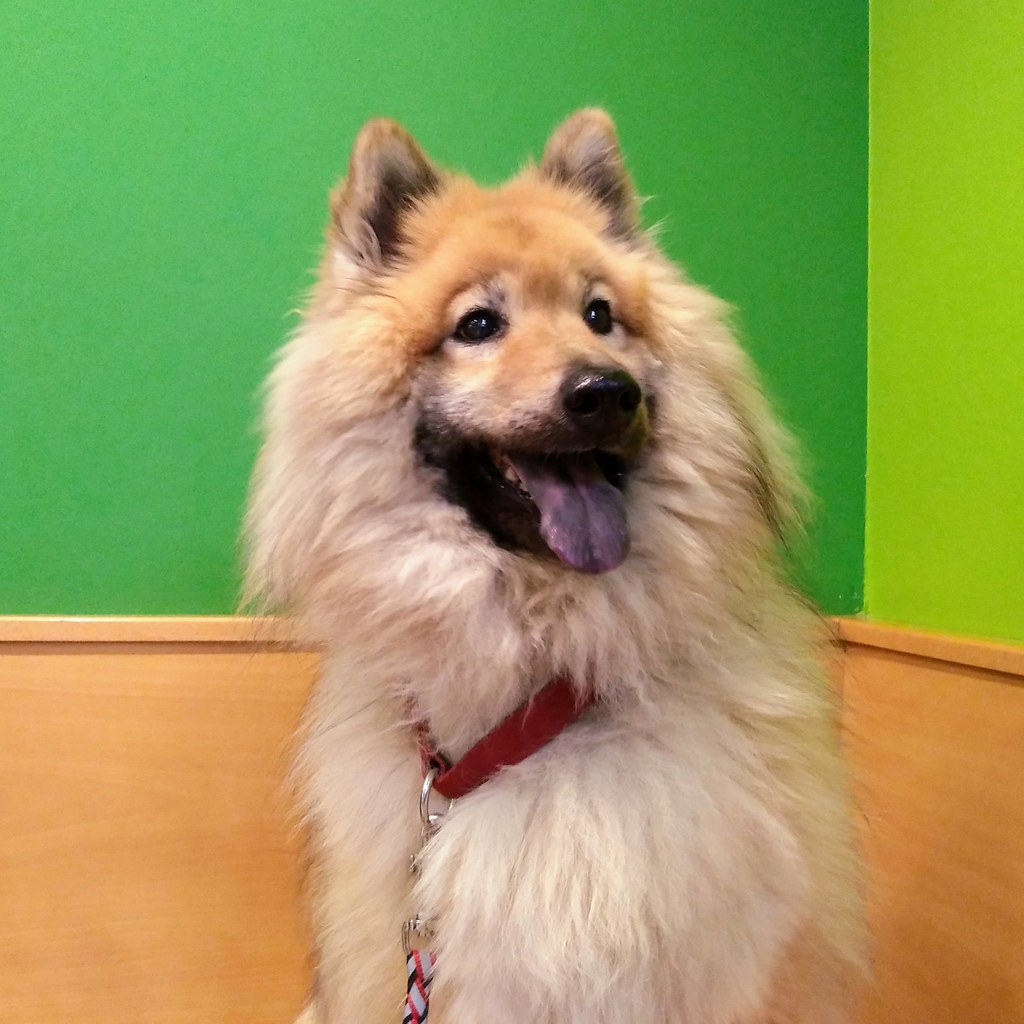 Dogs Don't Feel Pain Like Humans Do (image credits: flickr)