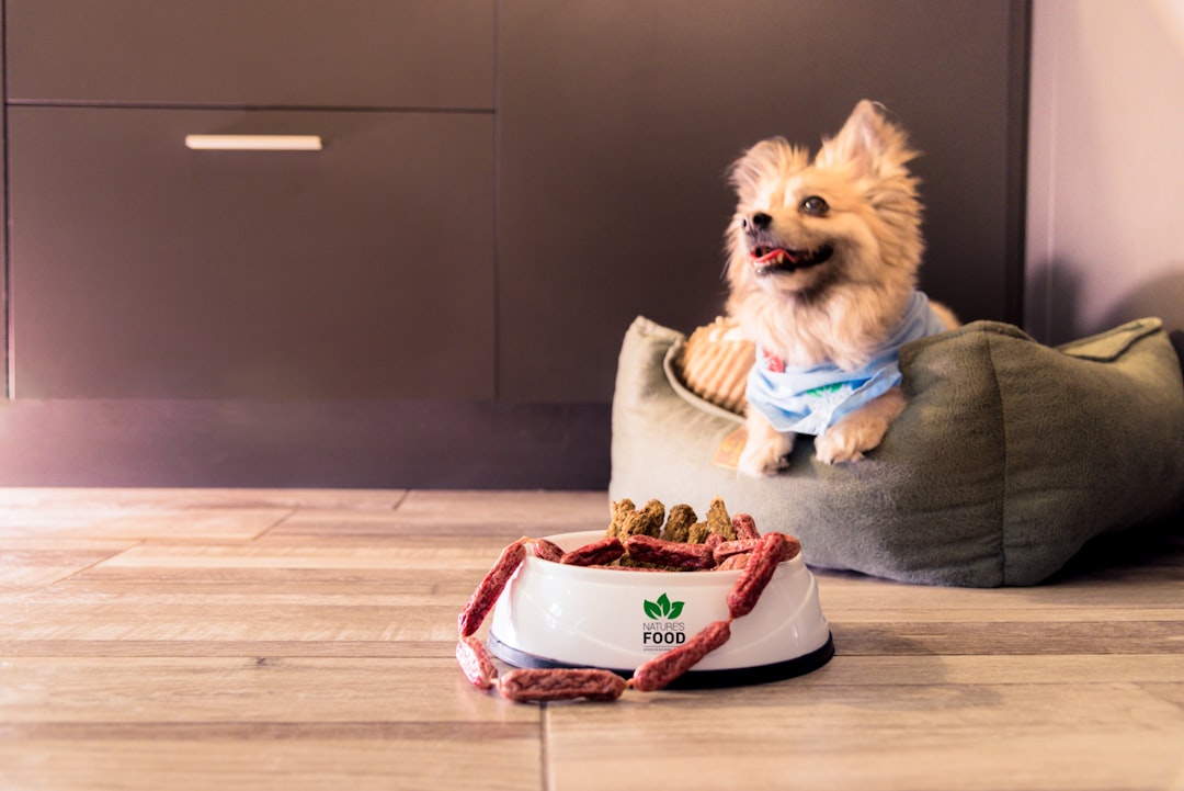 Raw Diets Are Always Better Than Commercial Dog Food (image credits: unsplash)