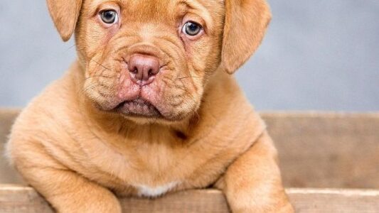 13 Common Myths About Dogs Vets Secretly Wish Would Die