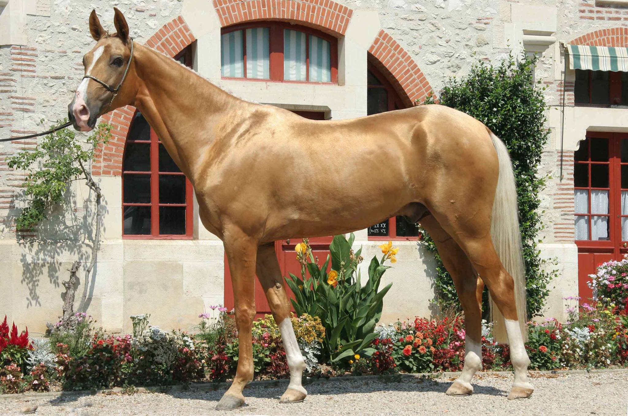 The Akhal-Teke: Nature's Golden Treasure (image credits: wikimedia)