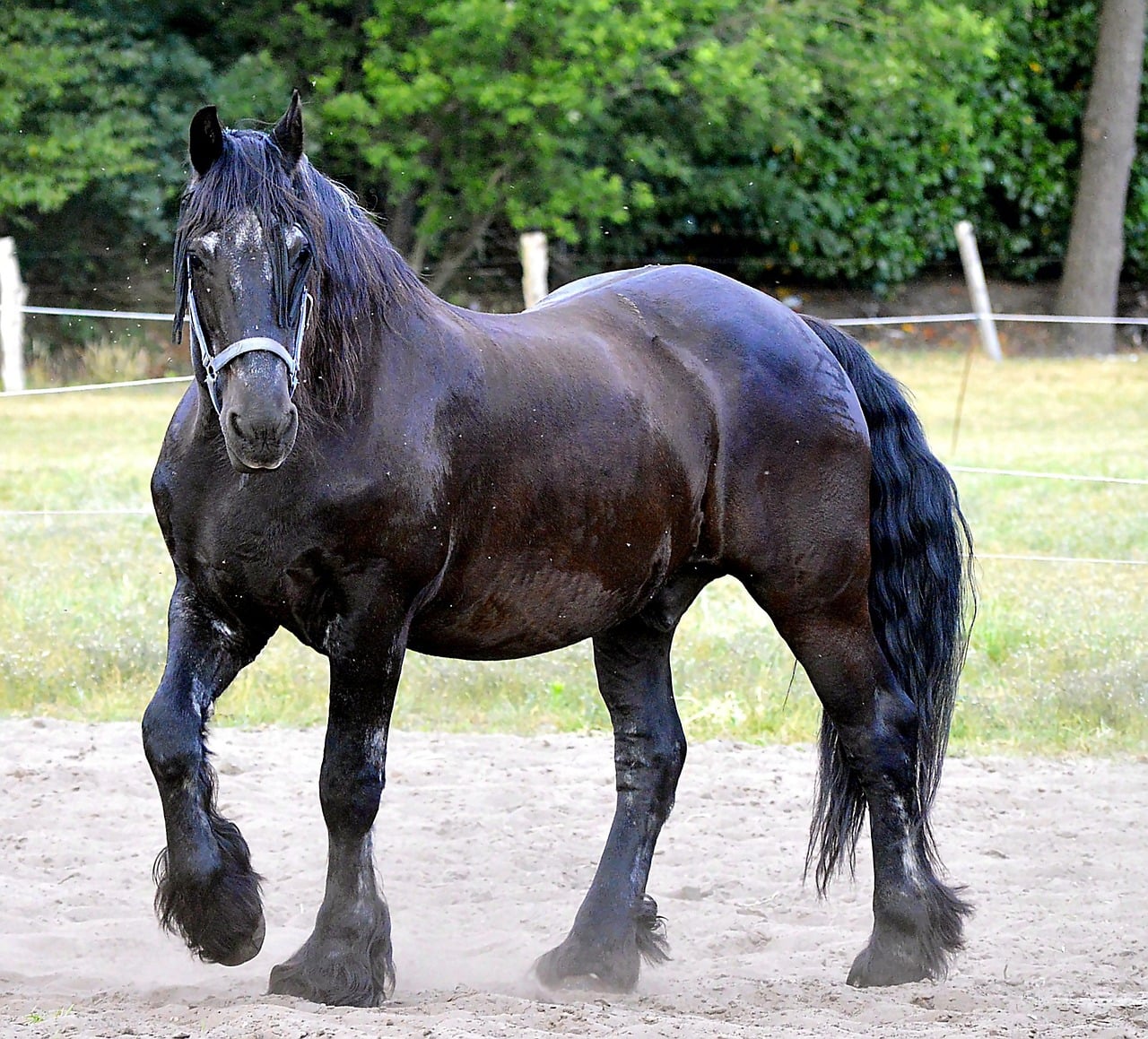 The Friesian: Majestic Black Beauty (image credits: pixabay)